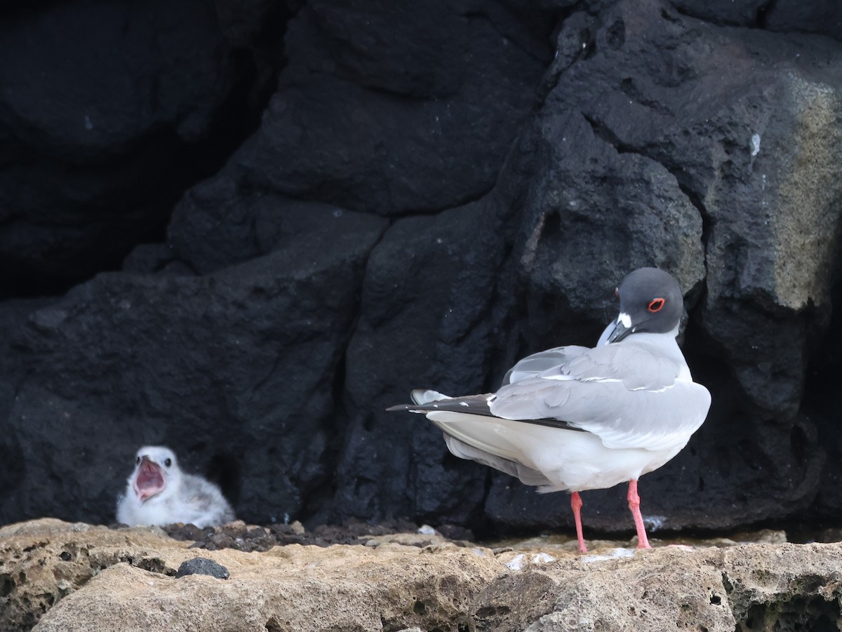 Swallow-tailed Gull - ML620512507