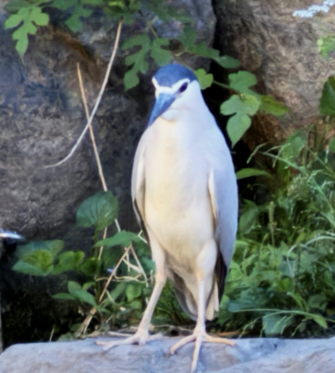 Black-crowned Night Heron - Lyndsey Norman