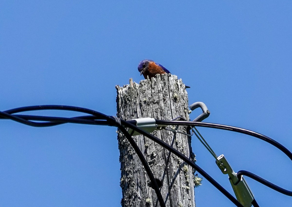 Eastern Bluebird - ML620512512