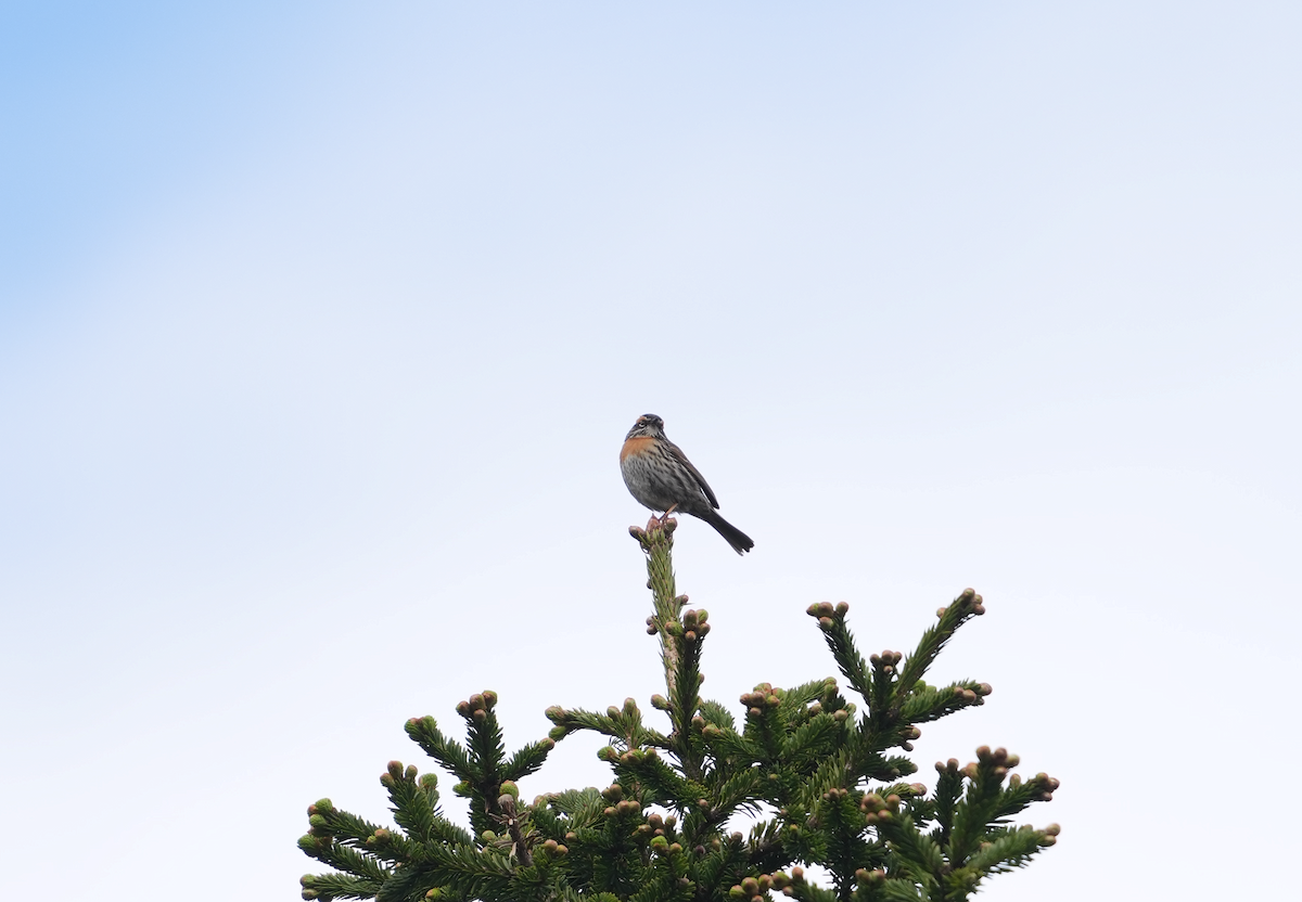 Rufous-breasted Accentor - ML620512514
