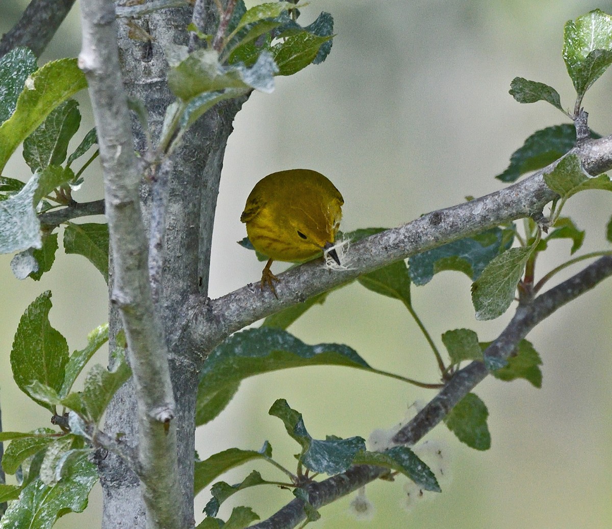Yellow Warbler - ML620512515
