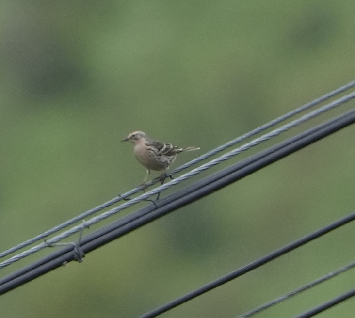 Rosy Pipit - ML620512517