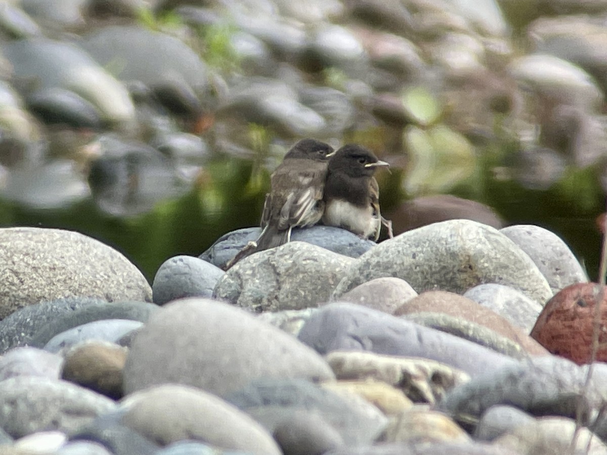 Black Phoebe - ML620512524