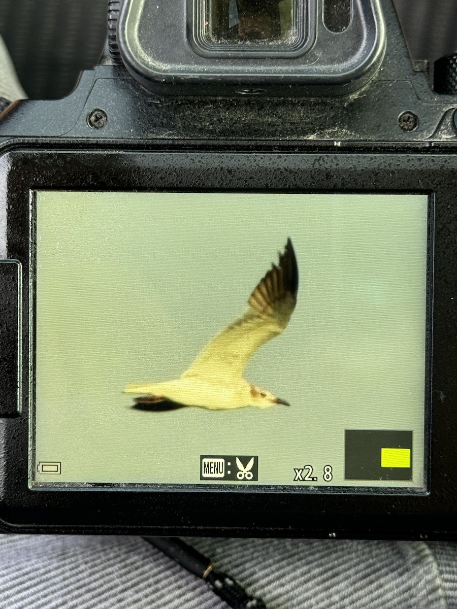 Laughing Gull - ML620512526