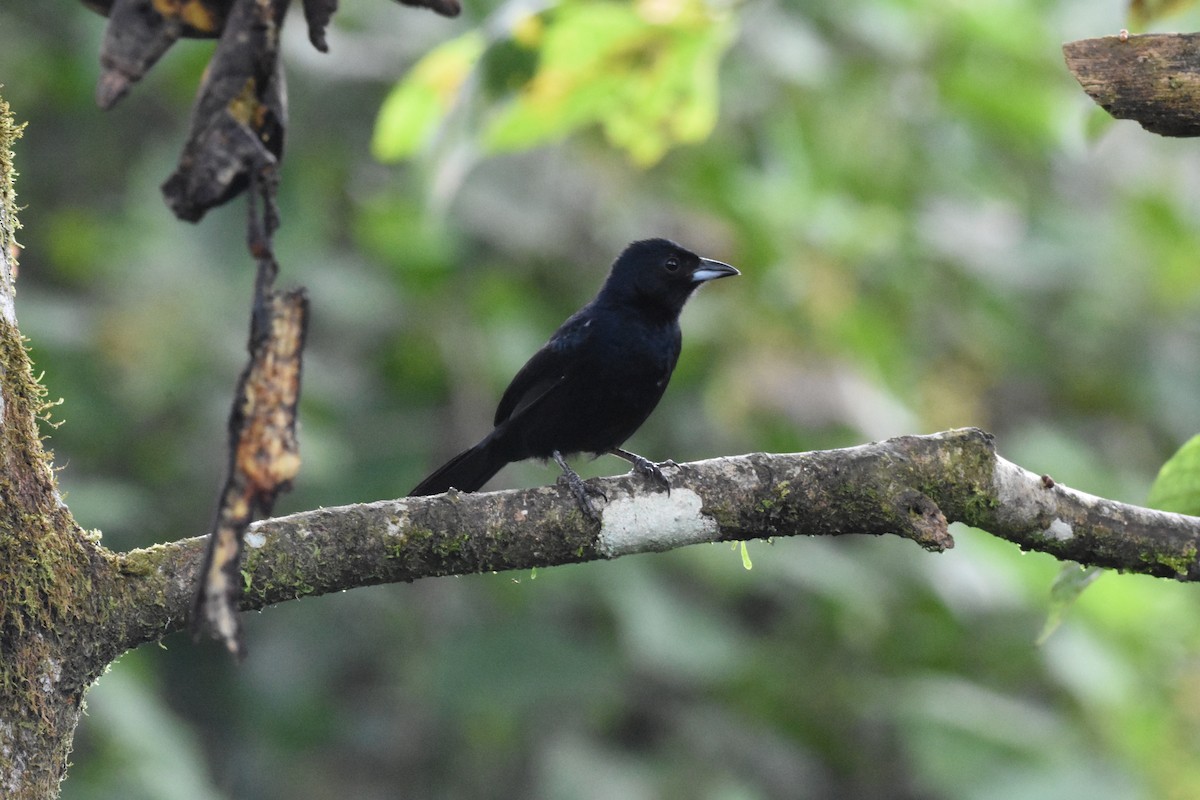 White-lined Tanager - ML620512538