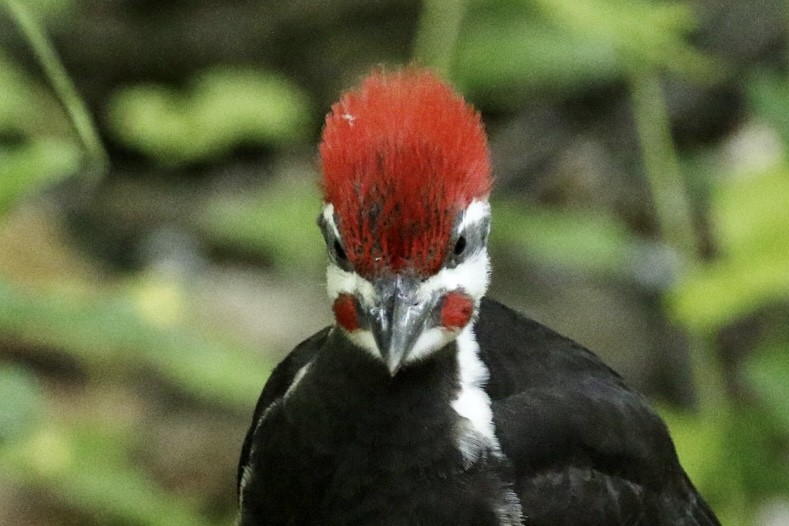 Pileated Woodpecker - ML620512543