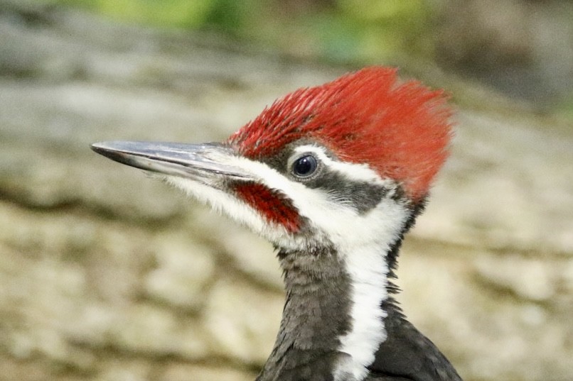 Pileated Woodpecker - ML620512544