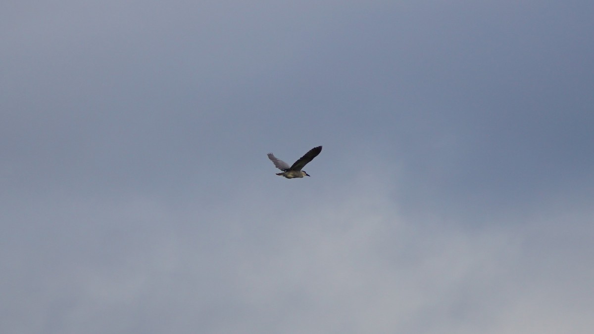 Black-crowned Night Heron - ML620512546