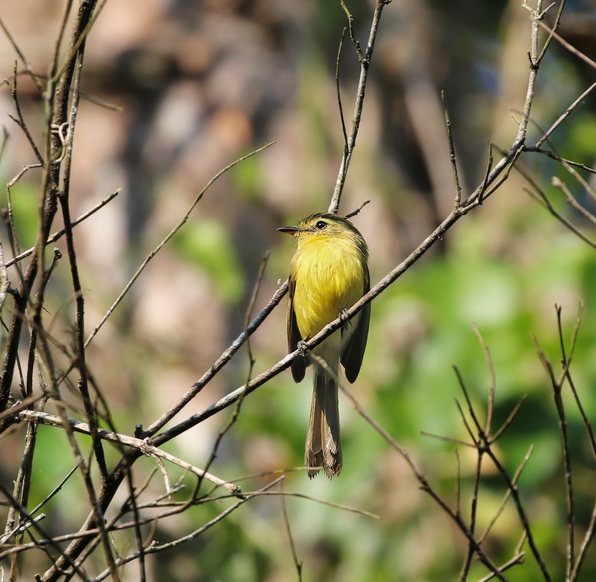 Yellow Tyrannulet - Richard Greenhalgh