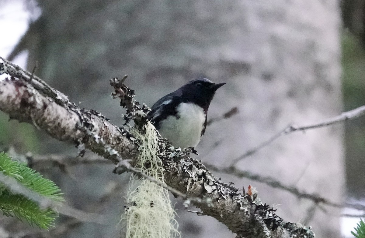 Blue-headed Vireo - Patsy Skene