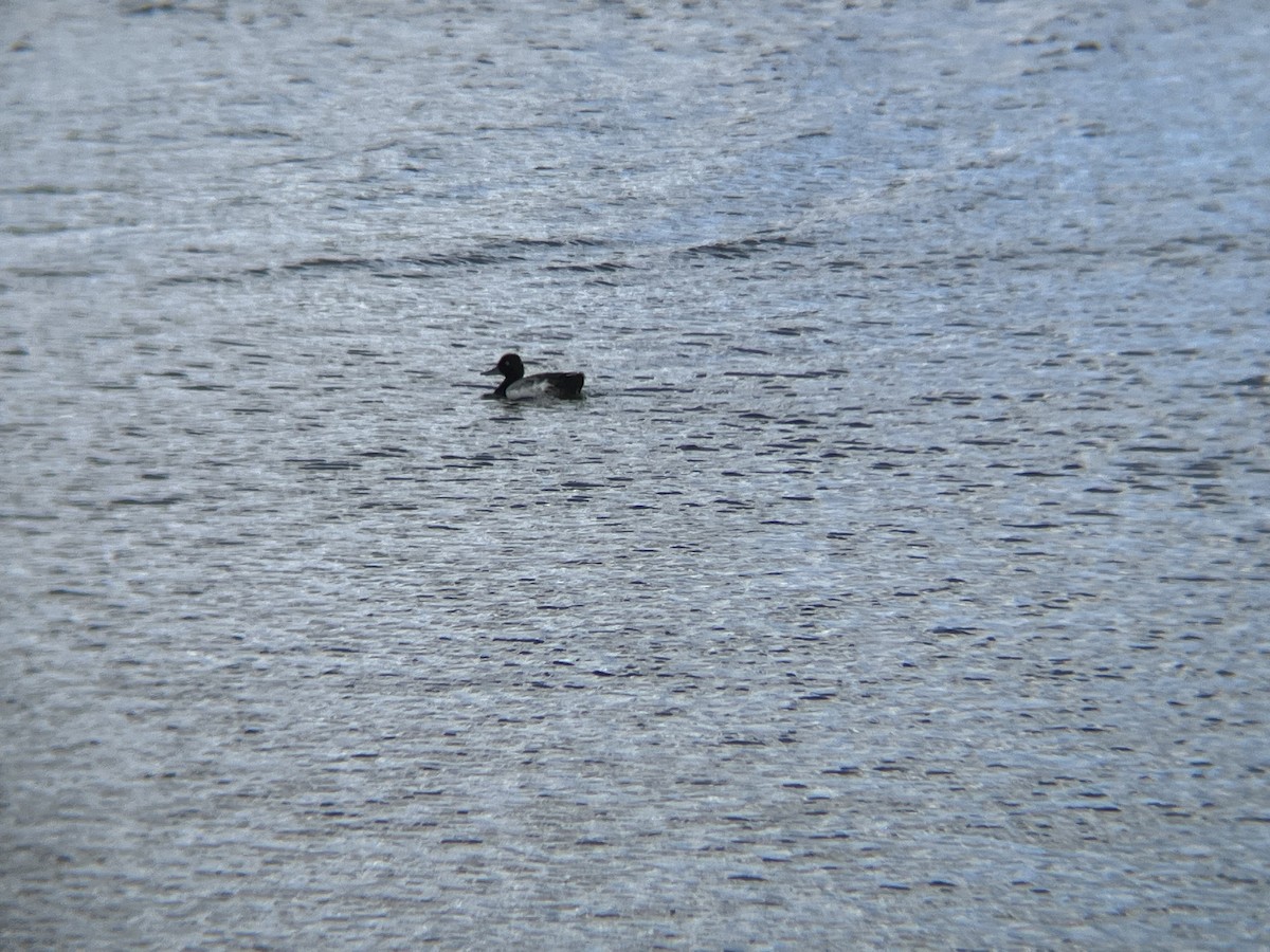 Lesser Scaup - ML620512553