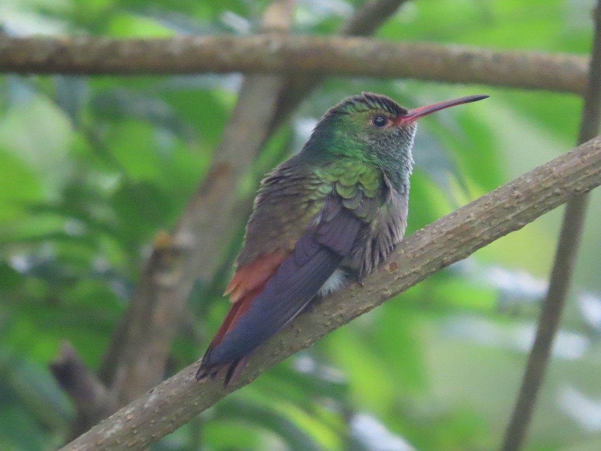 Rufous-tailed Hummingbird - ML620512556
