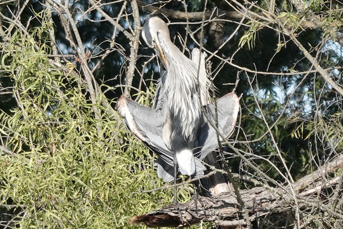 Great Blue Heron - ML620512558