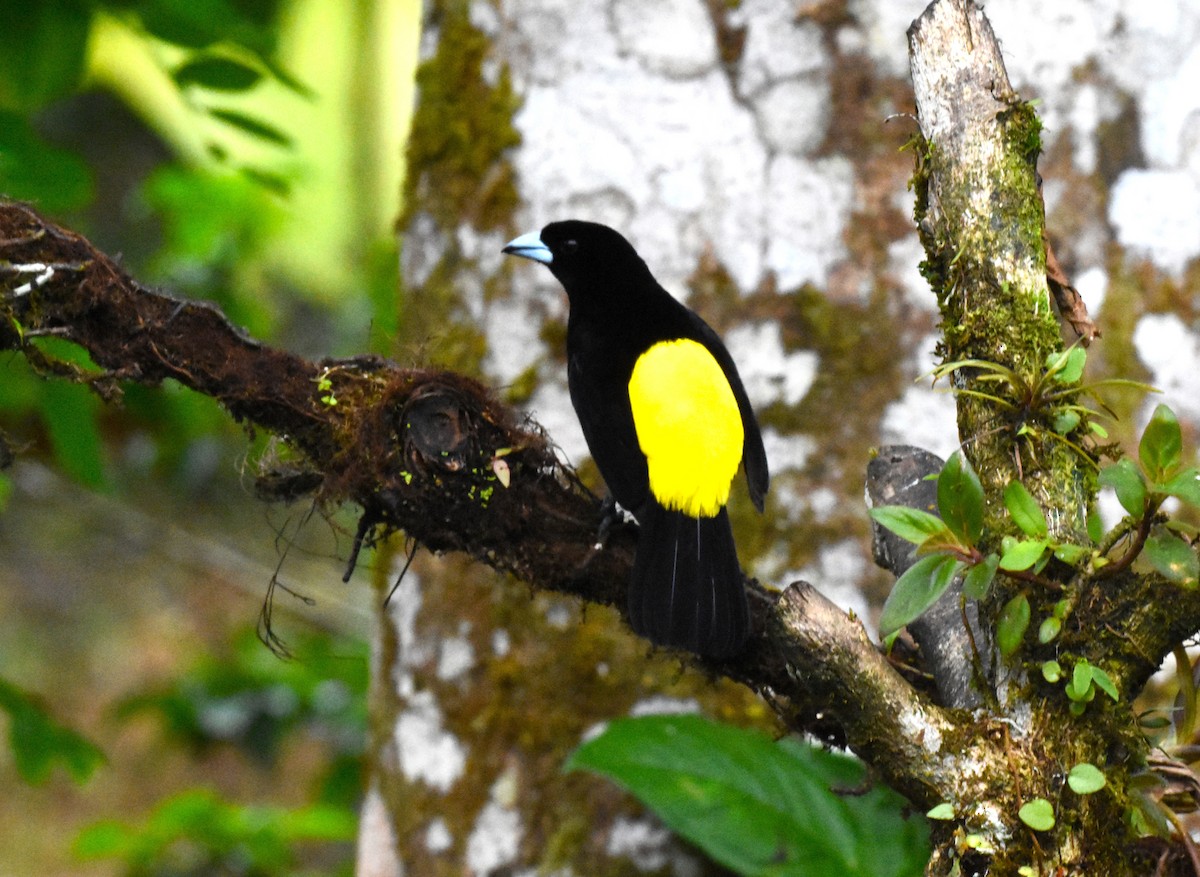 Flame-rumped Tanager - ML620512559