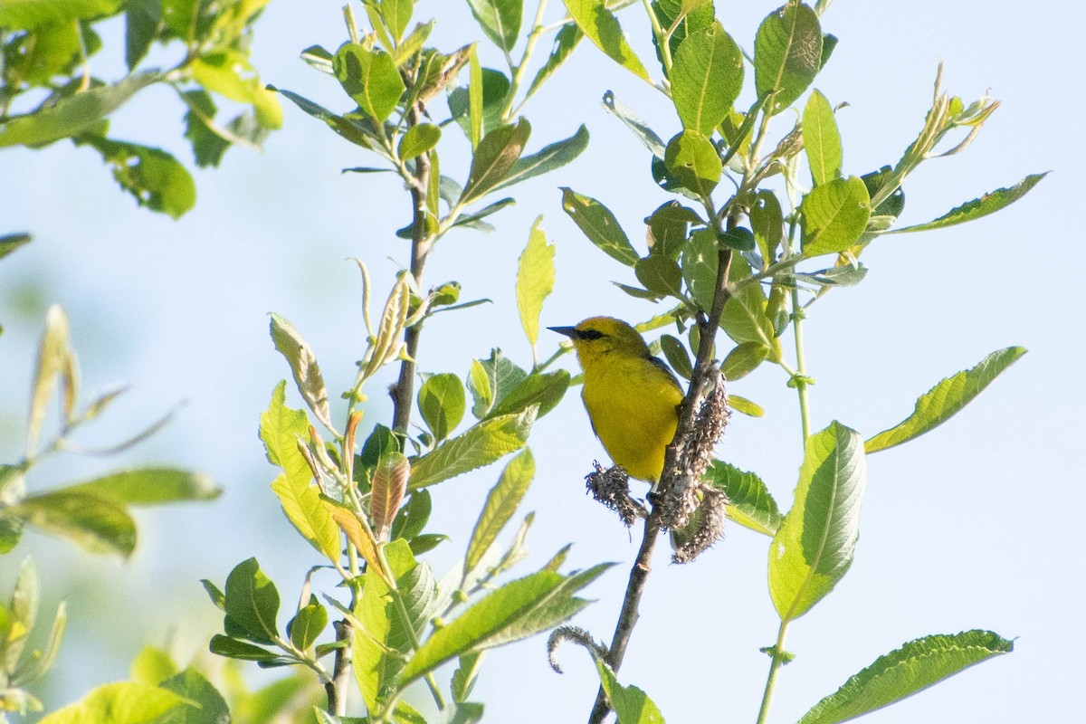 Blue-winged Warbler - Andrea Heine