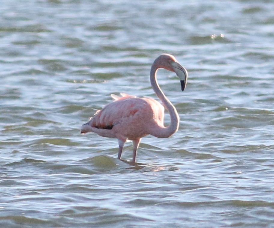 American Flamingo - ML620512569