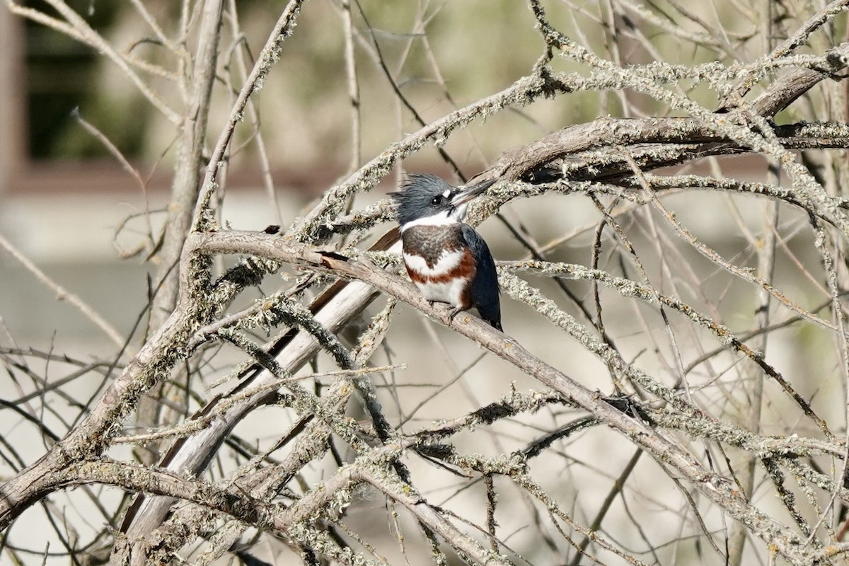 Belted Kingfisher - ML620512573
