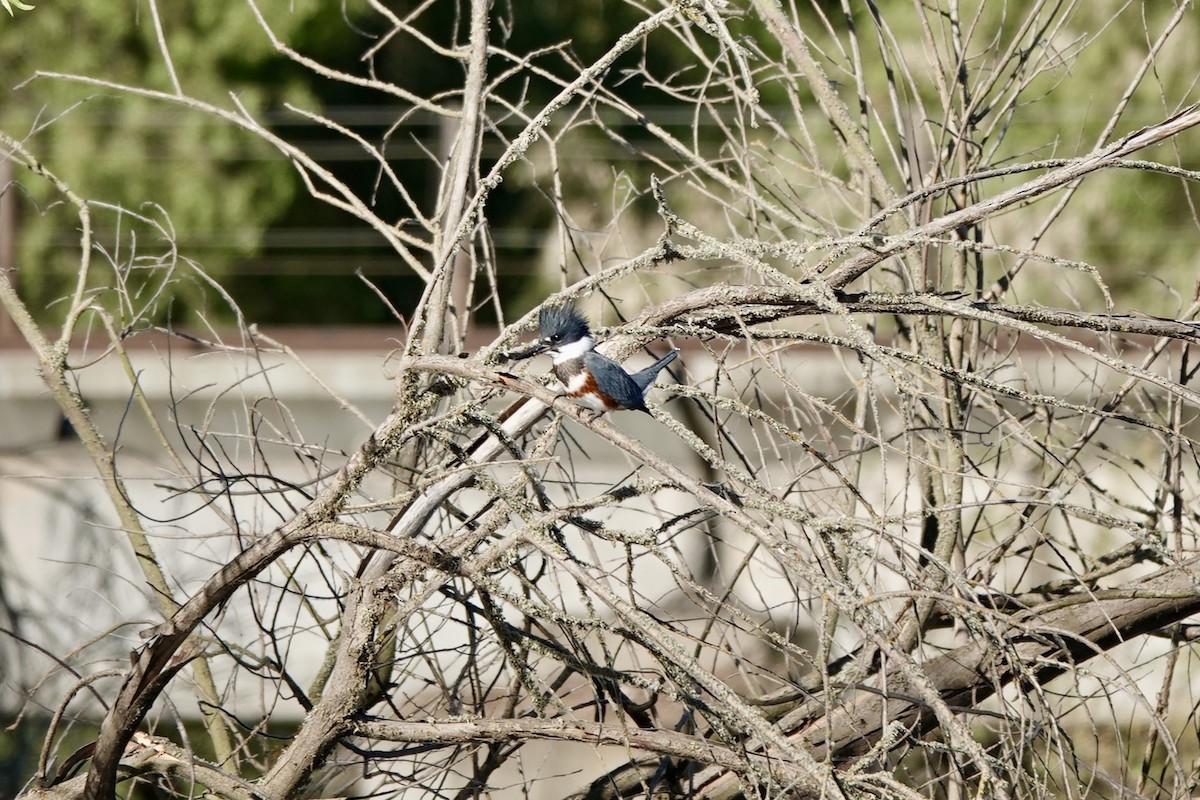 Belted Kingfisher - ML620512574