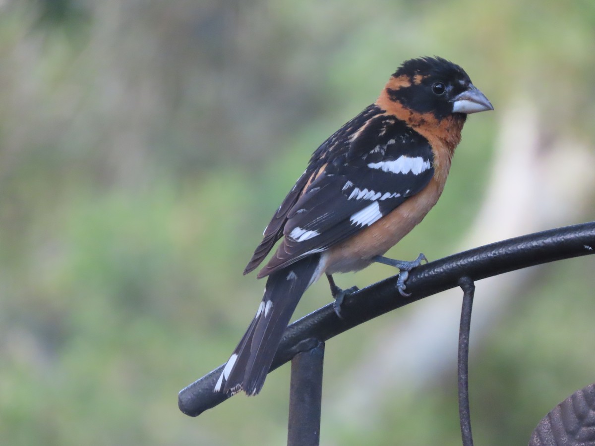 Black-headed Grosbeak - ML620512575