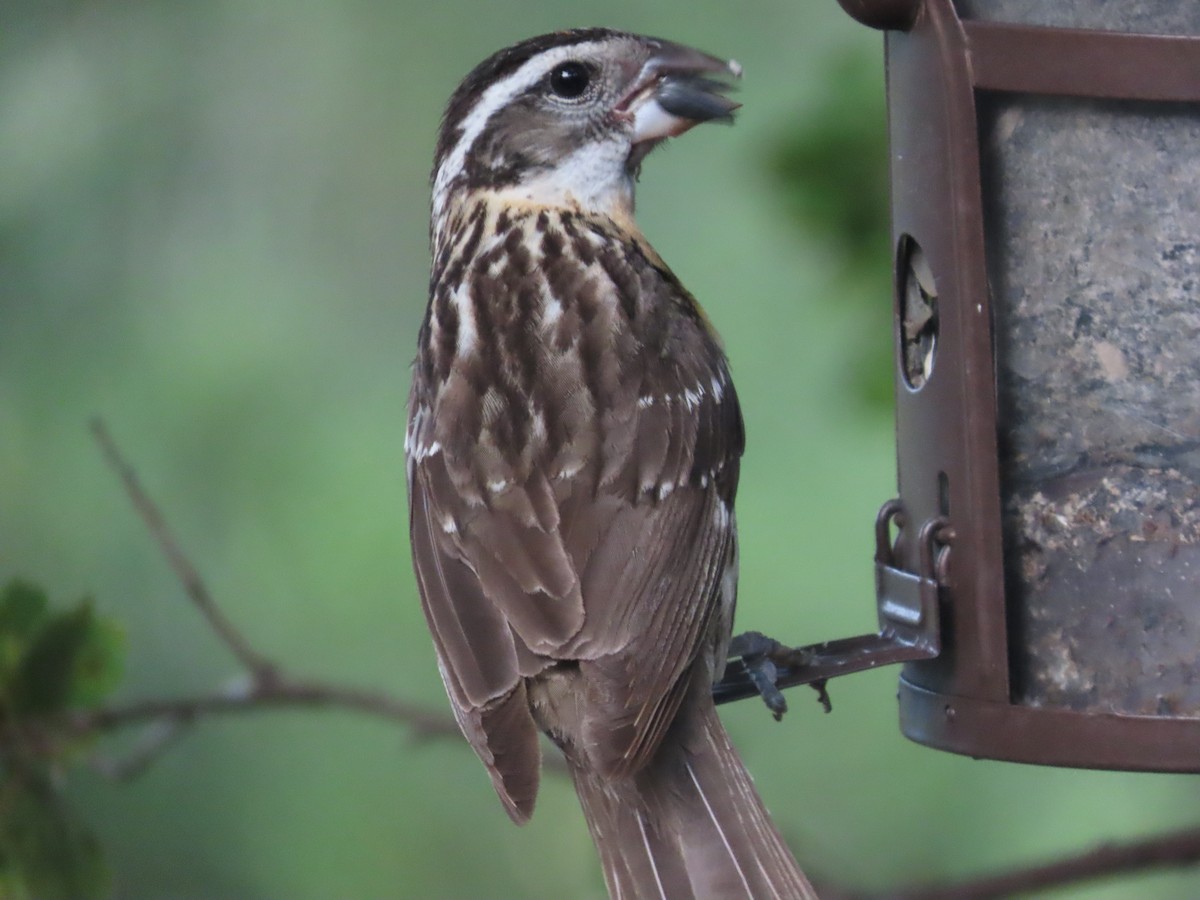 Black-headed Grosbeak - ML620512578