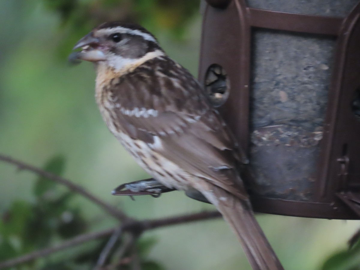 Black-headed Grosbeak - Martha Pallin