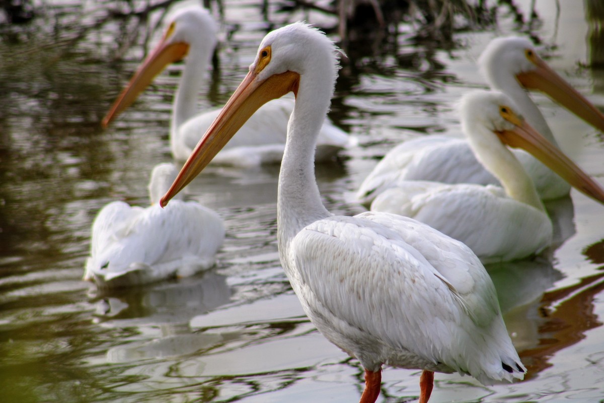 American White Pelican - ML620512580