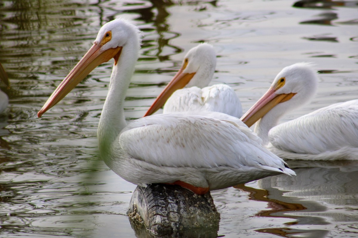 American White Pelican - ML620512581