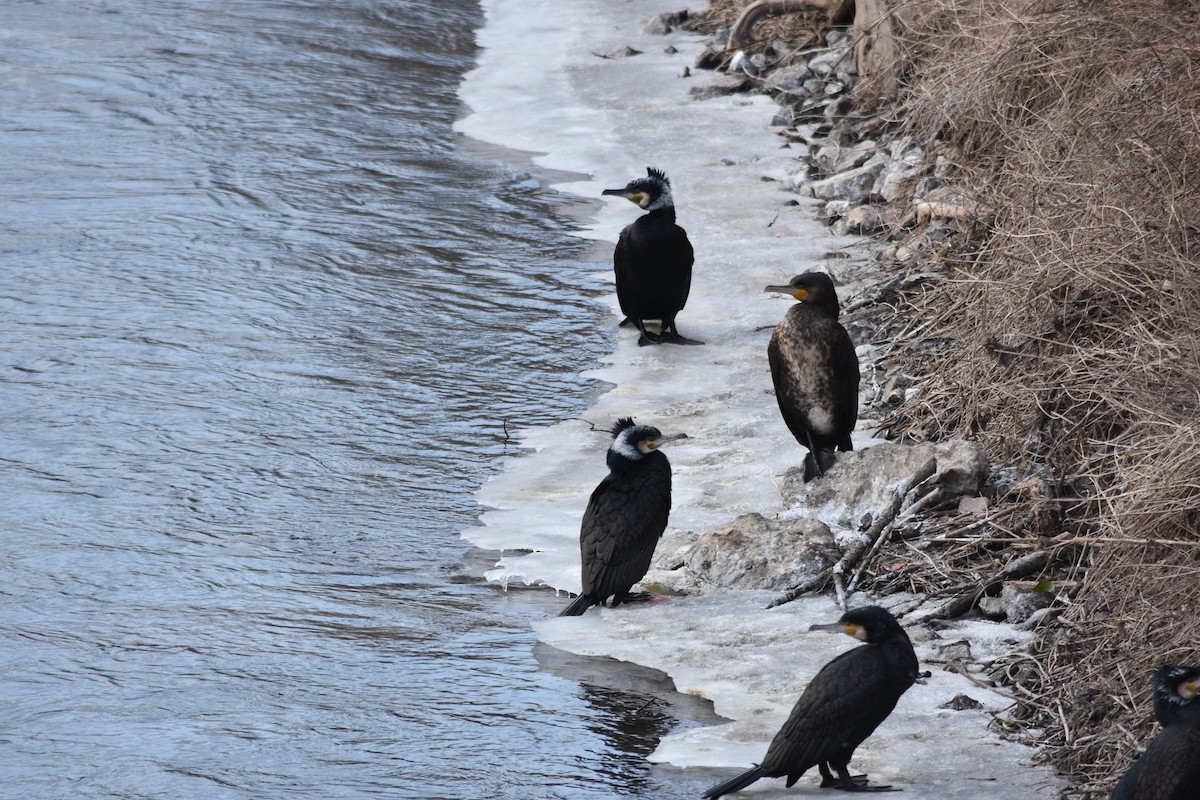 Cormorán Grande - ML620512585