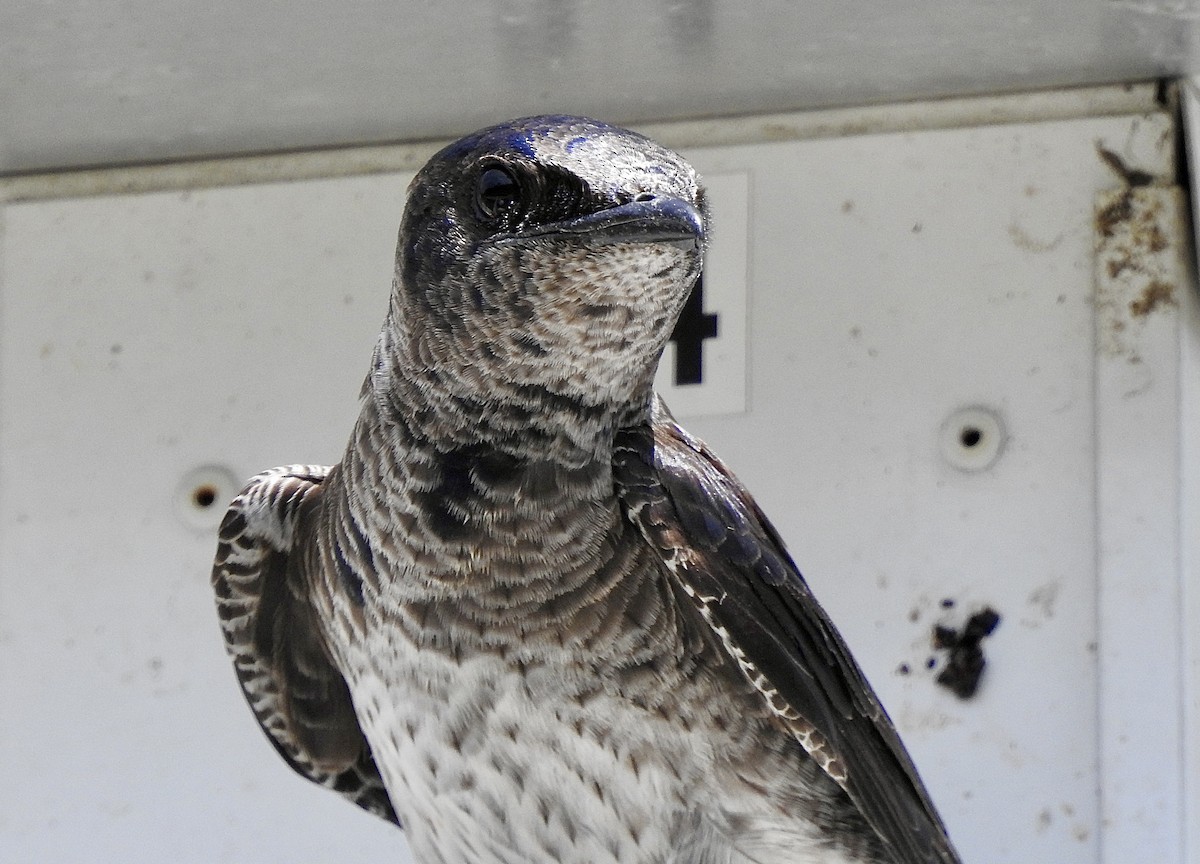 Purple Martin - ML620512587