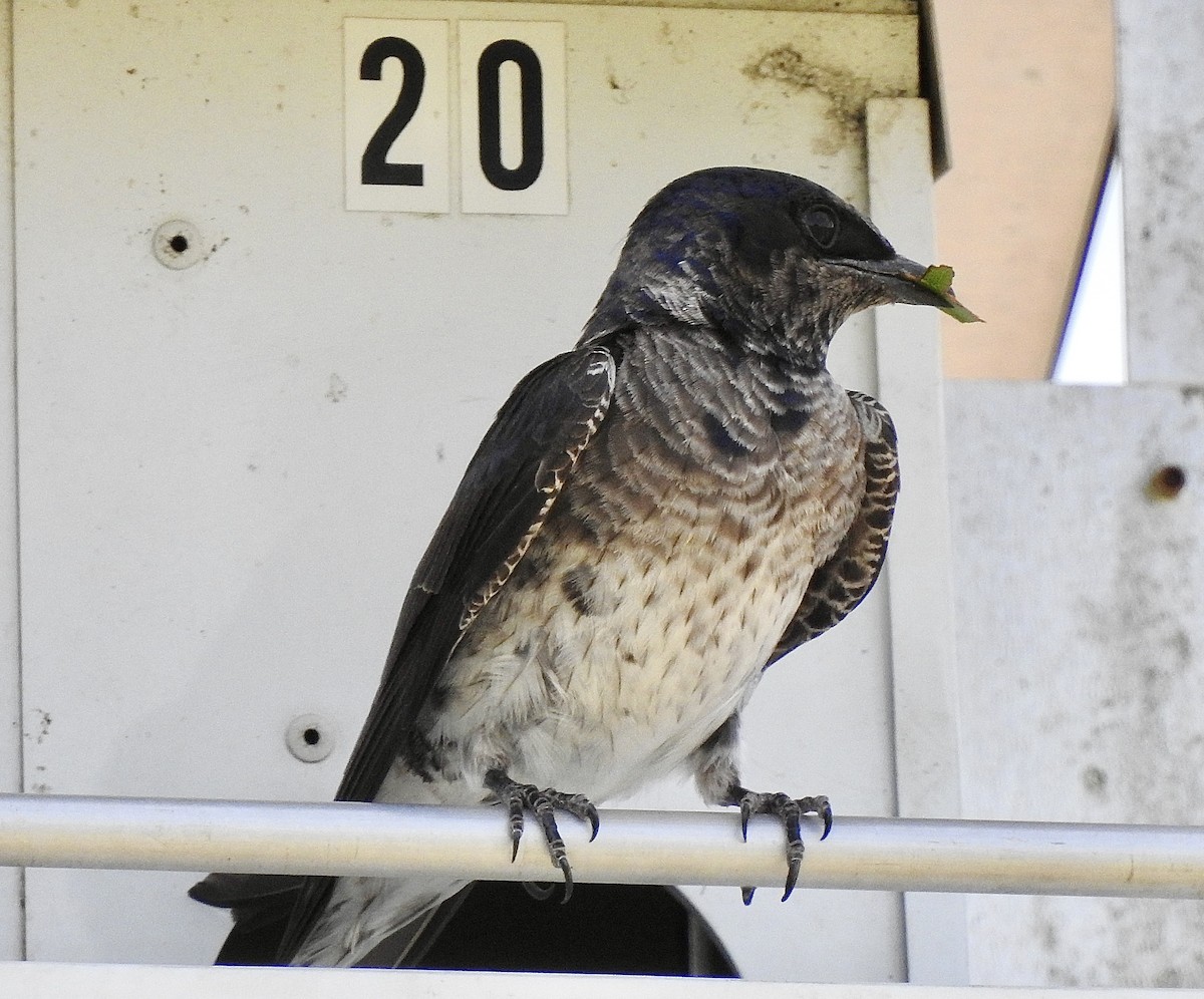 Purple Martin - ML620512588