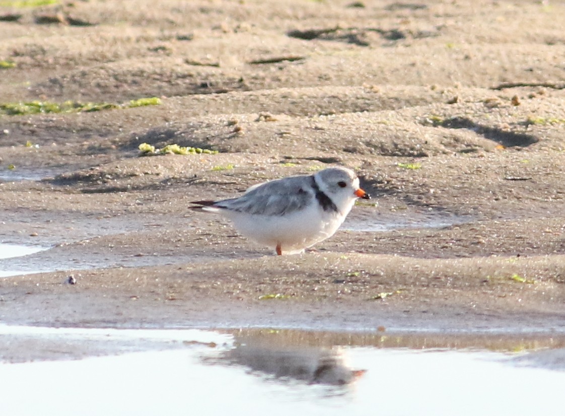 Piping Plover - ML620512590