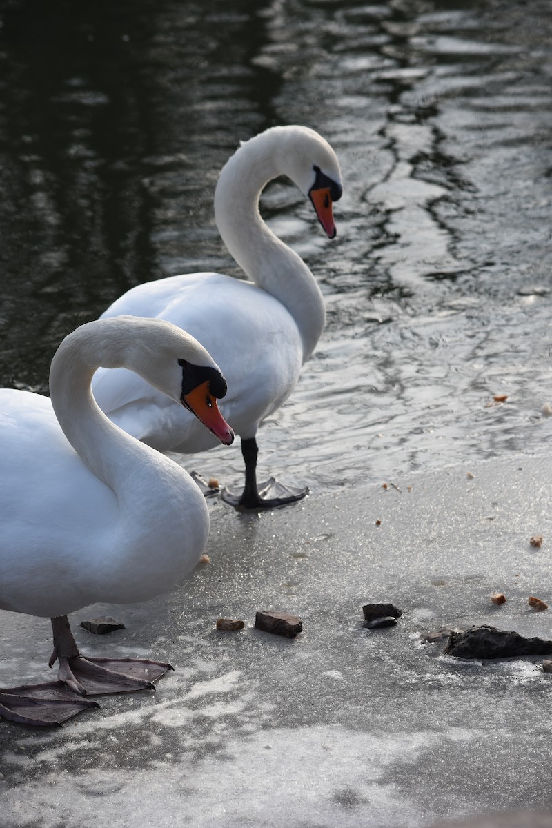 Cygne tuberculé - ML620512594