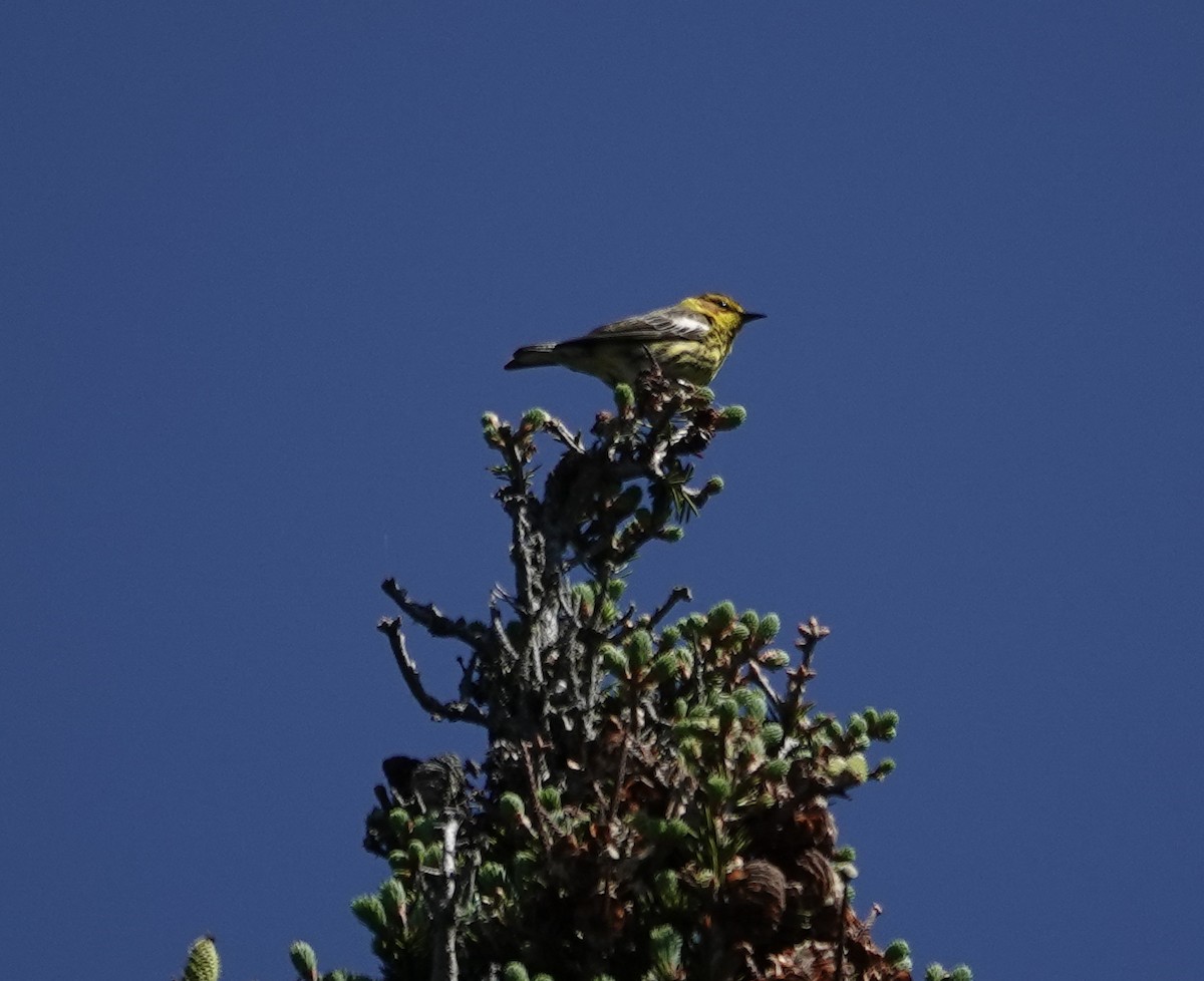 Paruline tigrée - ML620512597