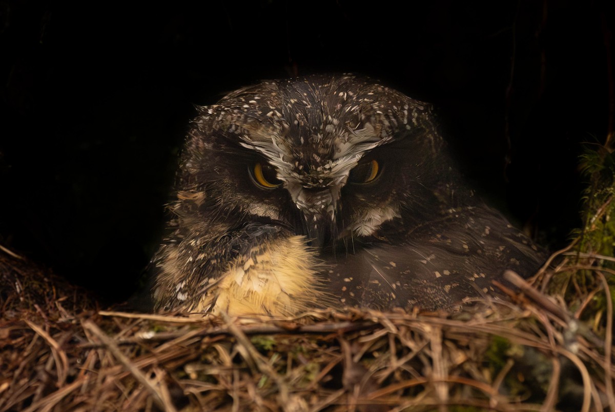 White-throated Screech-Owl - ML620512600