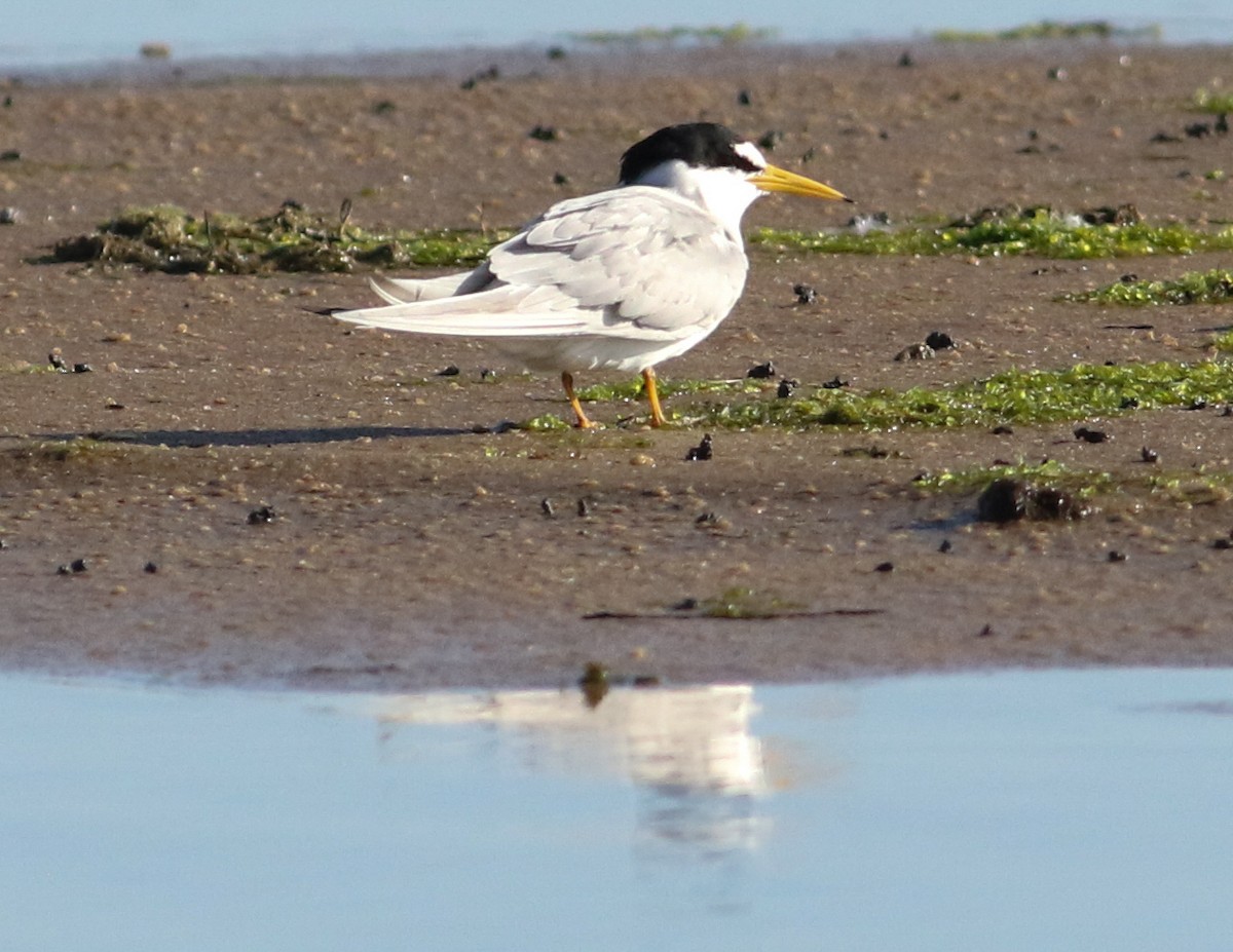 Least Tern - ML620512601