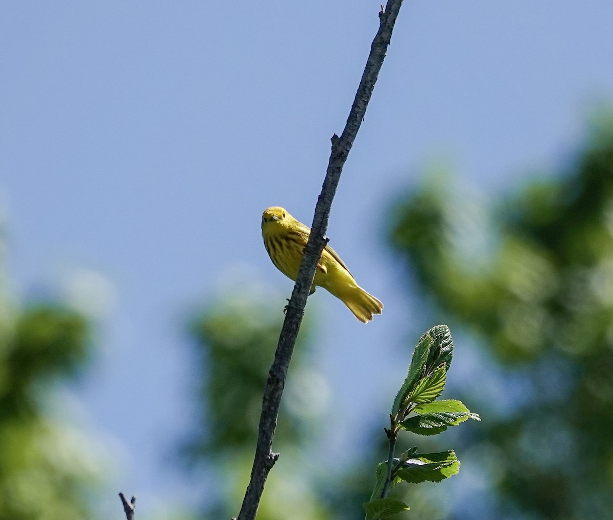 Paruline jaune - ML620512602