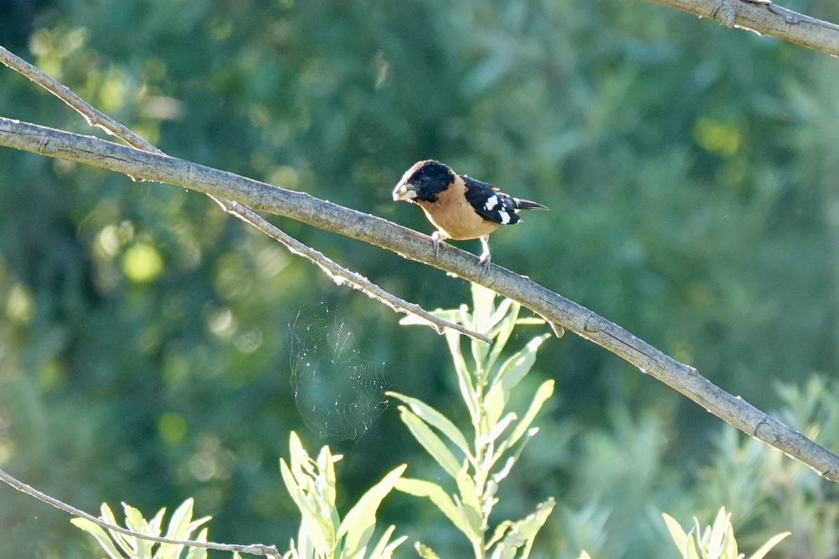 Cardinal à tête noire - ML620512610