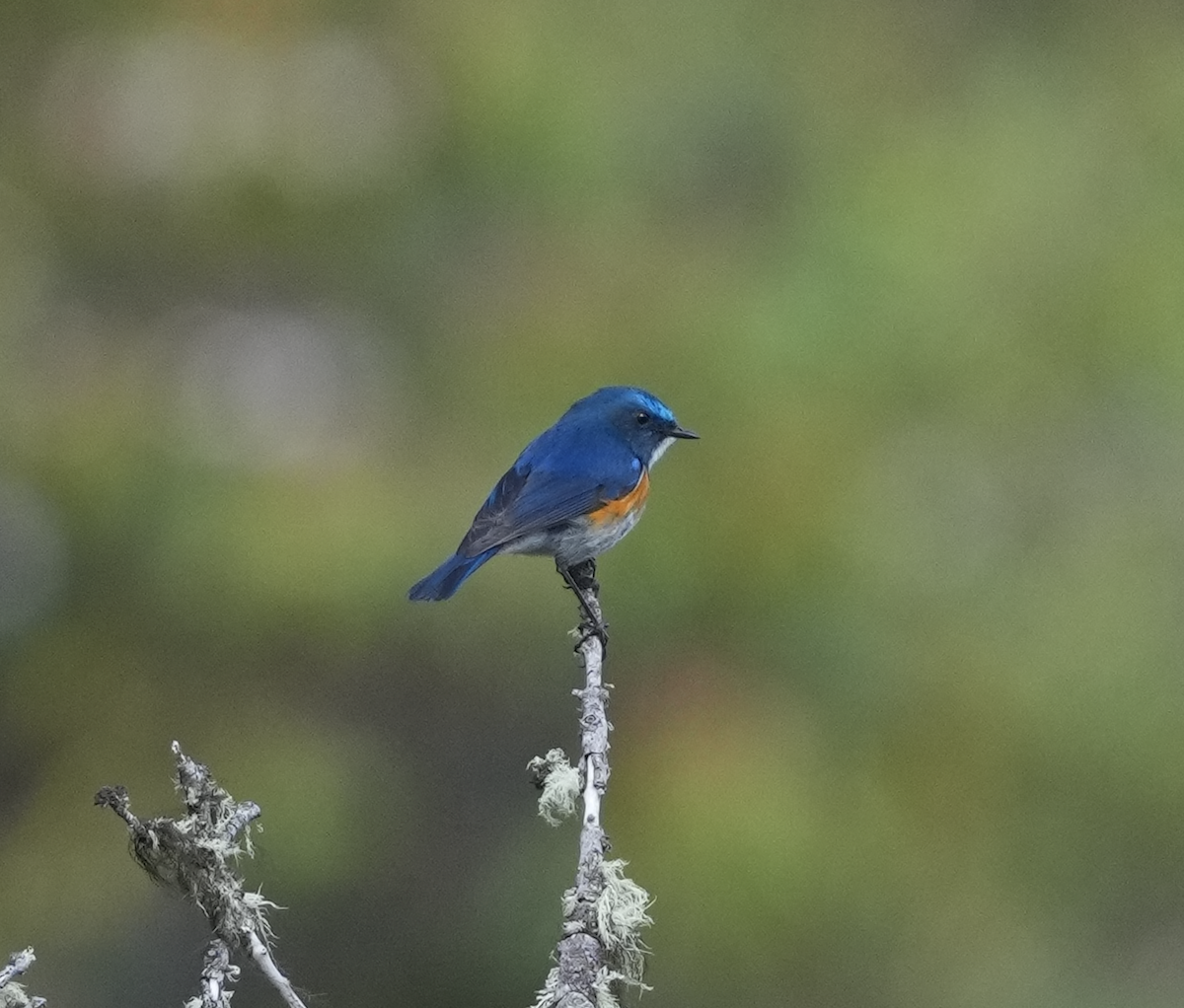 Himalayan Bluetail - ML620512611