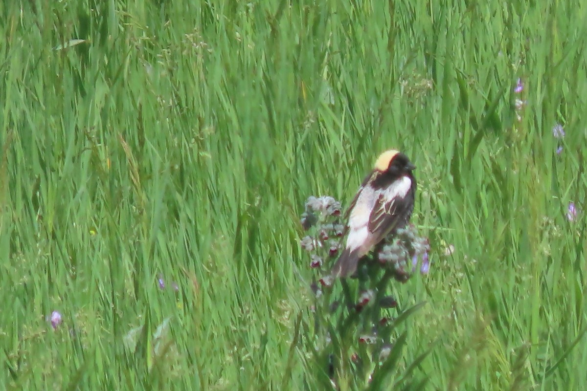 bobolink americký - ML620512612