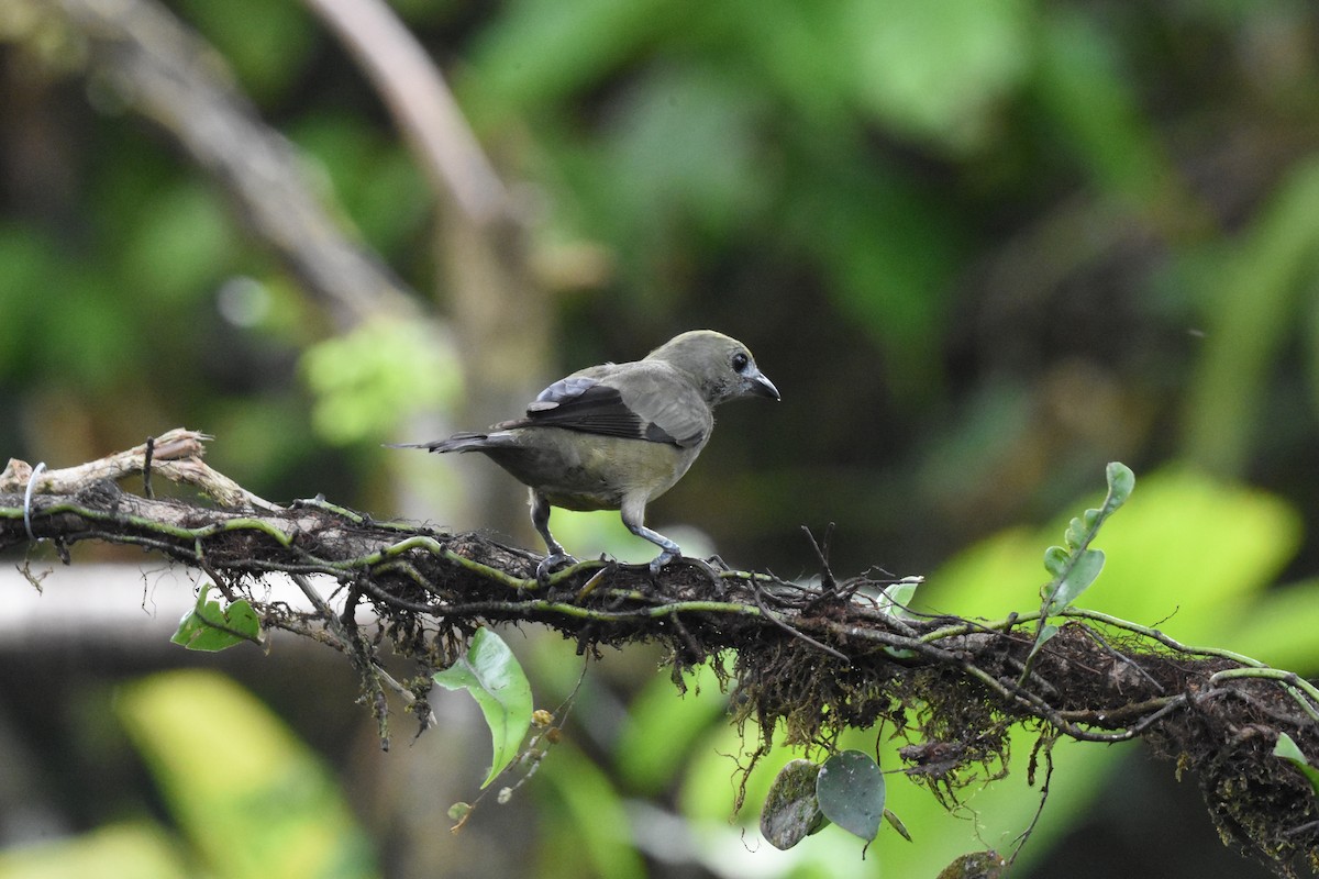 Palm Tanager - ML620512618