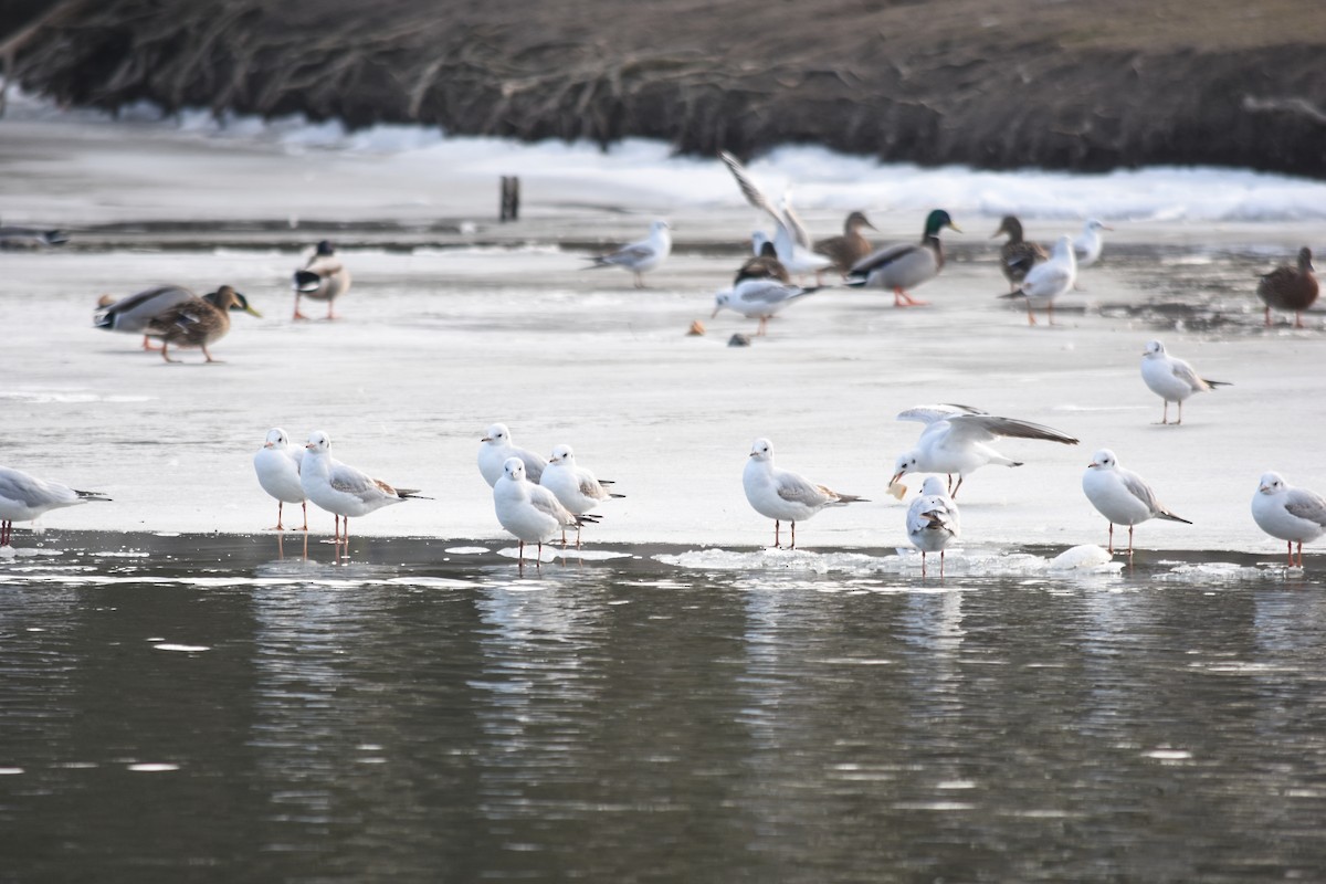 Black-headed Gull - ML620512620