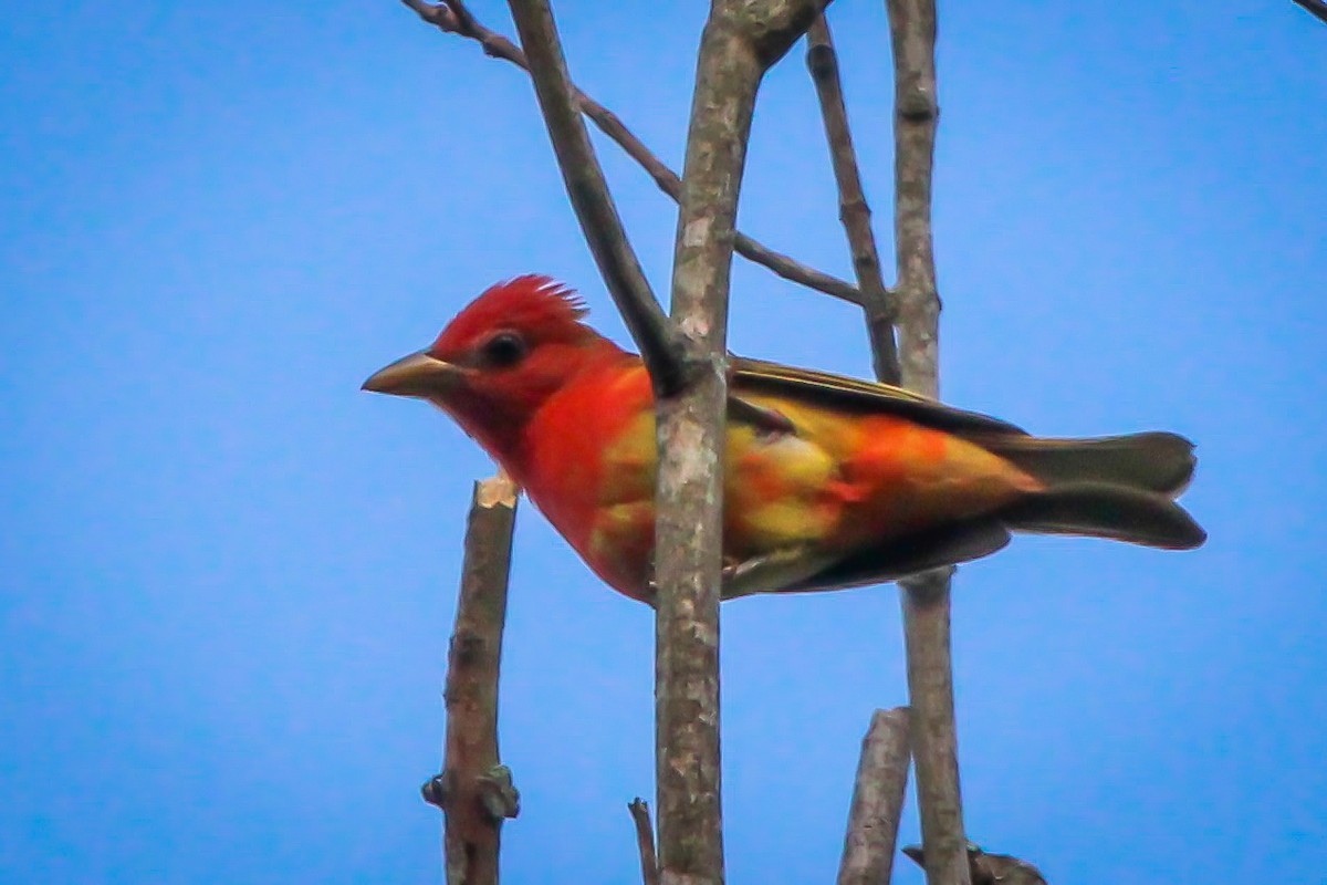 Summer Tanager - ML620512631