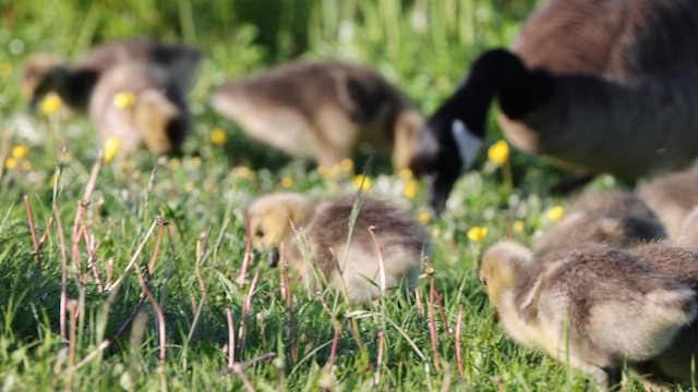 Canada Goose - ML620512638