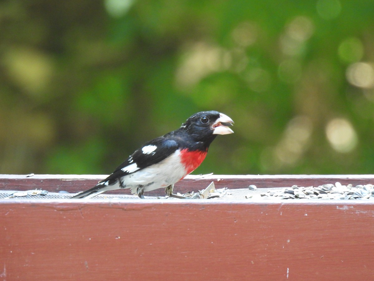 Cardinal à poitrine rose - ML620512640