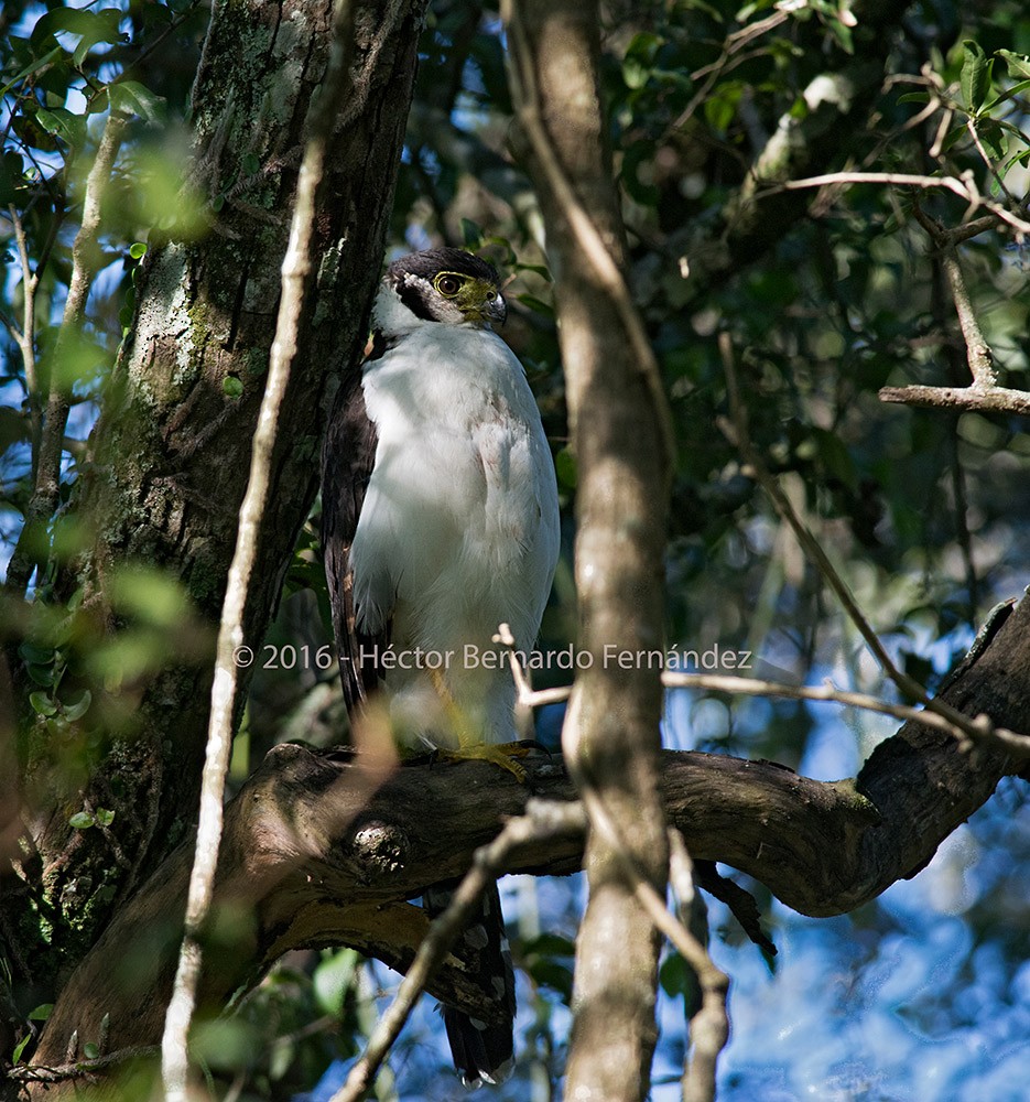 Collared Forest-Falcon - ML620512643