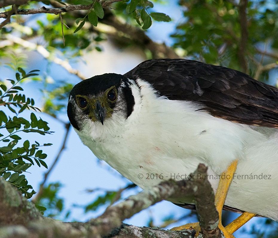 クビワモリハヤブサ - ML620512644