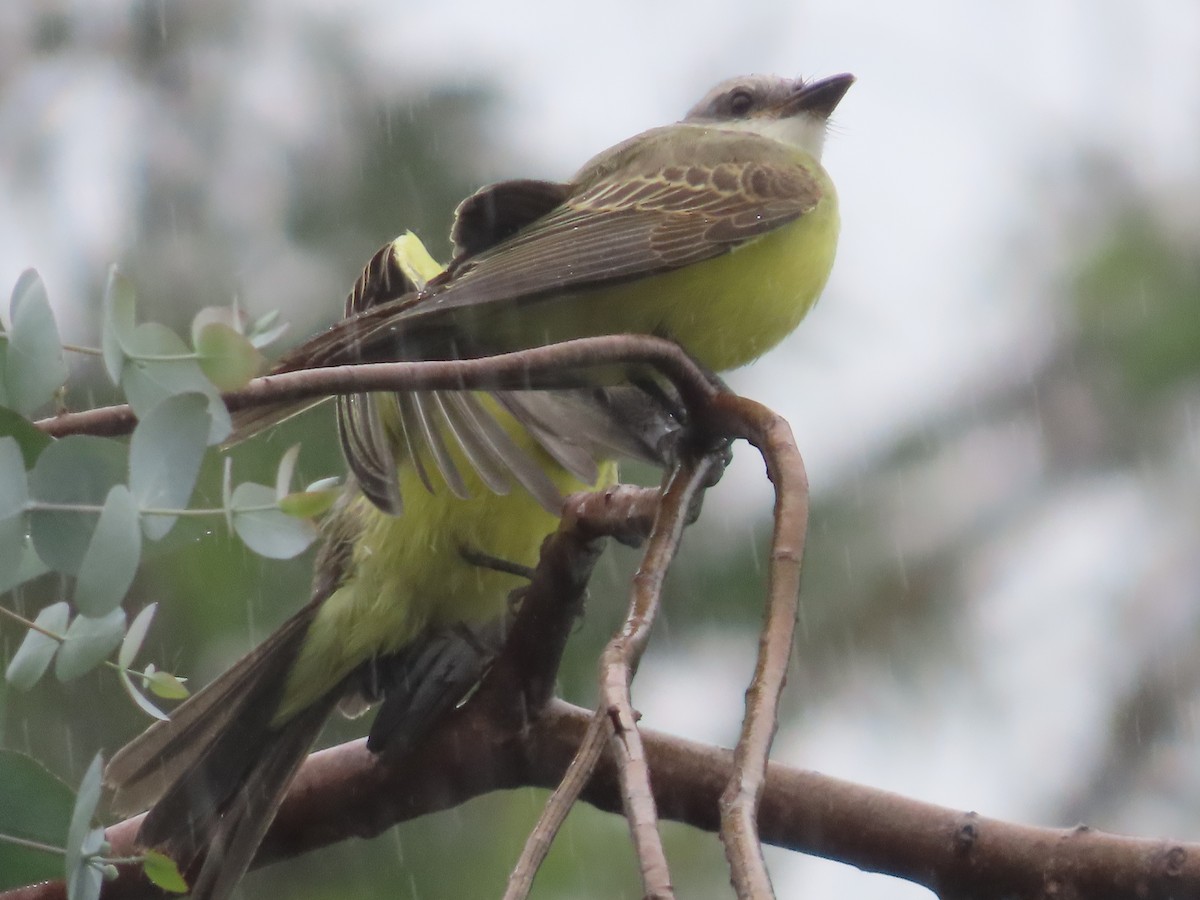 Tropical Kingbird - ML620512645