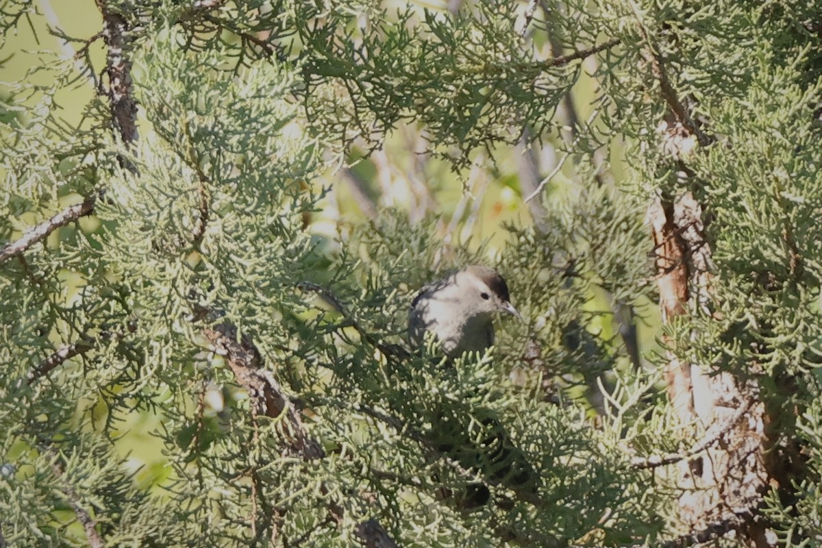 Gray Catbird - ML620512647