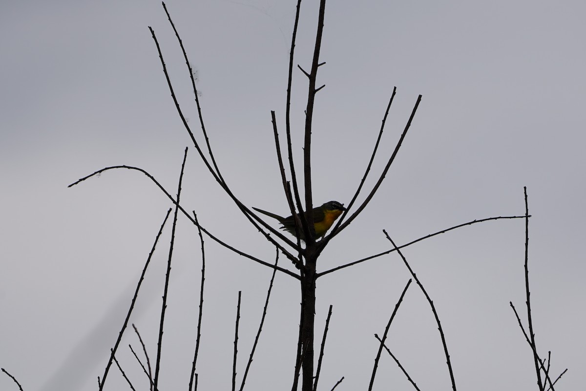 Yellow-breasted Chat - ML620512650