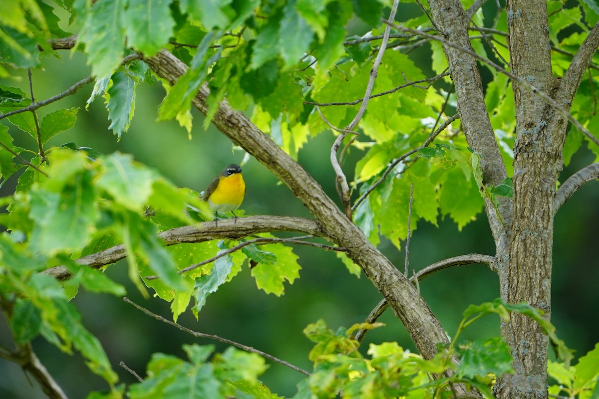 Yellow-breasted Chat - ML620512651